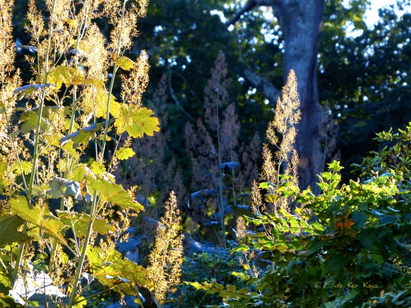 Eté indien au Bois des Moutiers 3